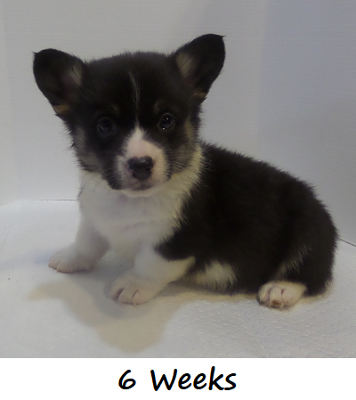 Corgi Owner: Brown in Siloam Springs, AR - Click Image to Close